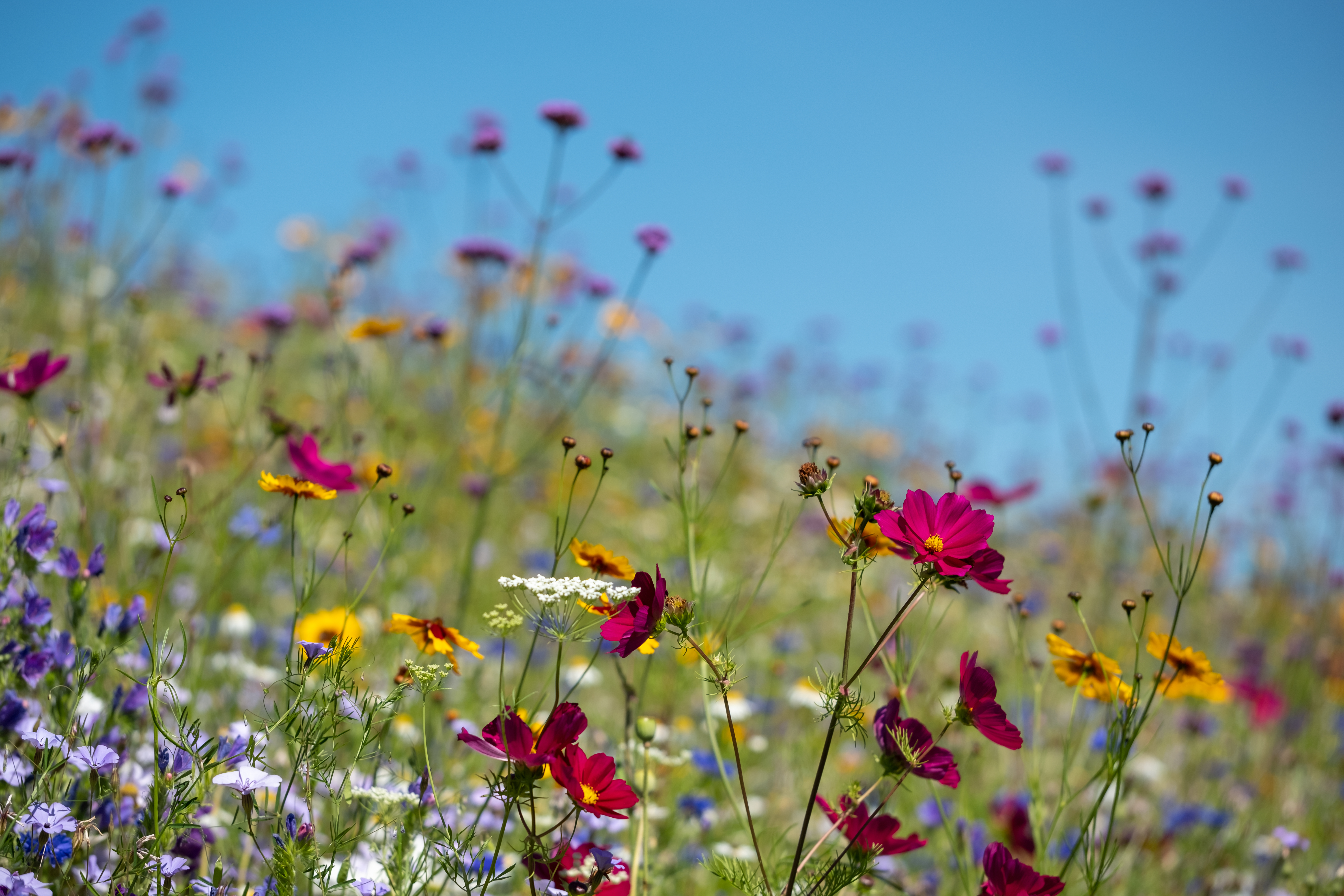 Wildflower seeds sent to residents to support biodiversity